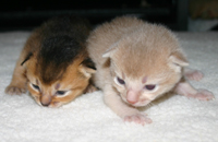 kittens